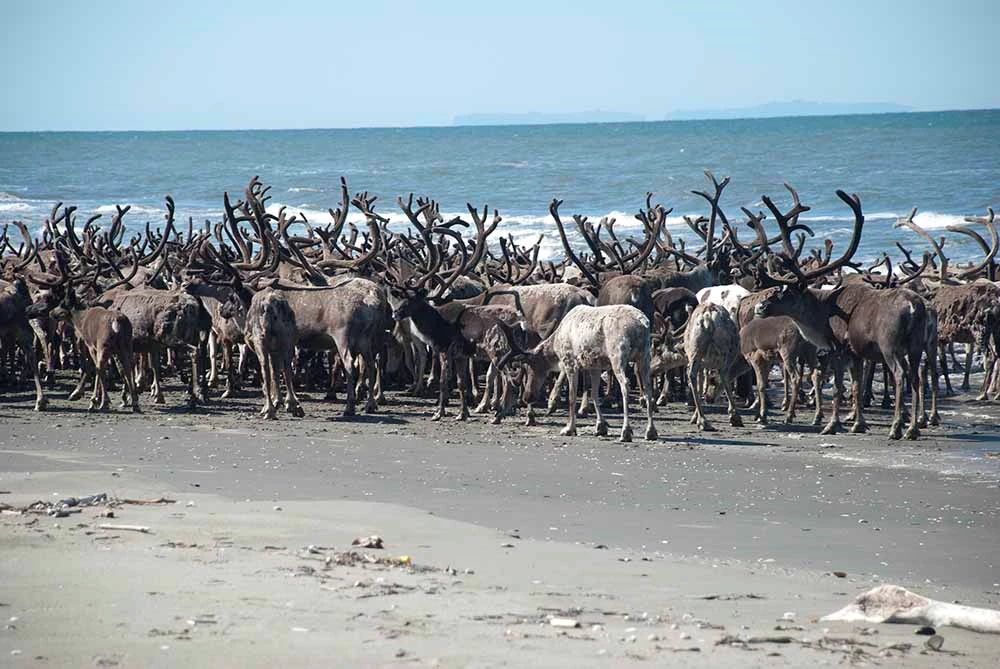 A large herd of reindeer on a beach near the sea