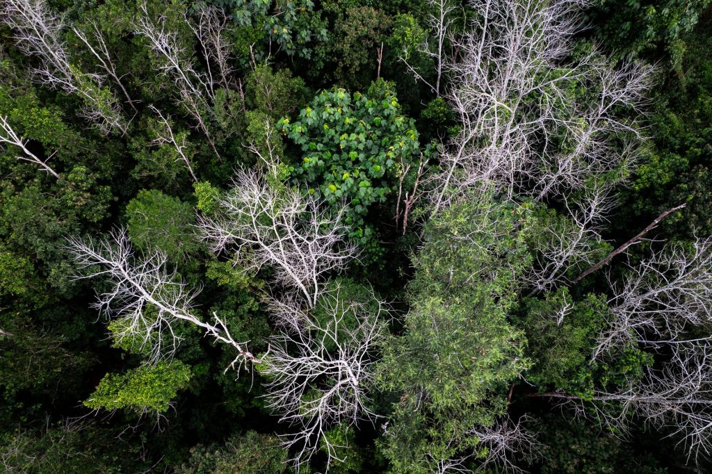 Amazon deforestation record low