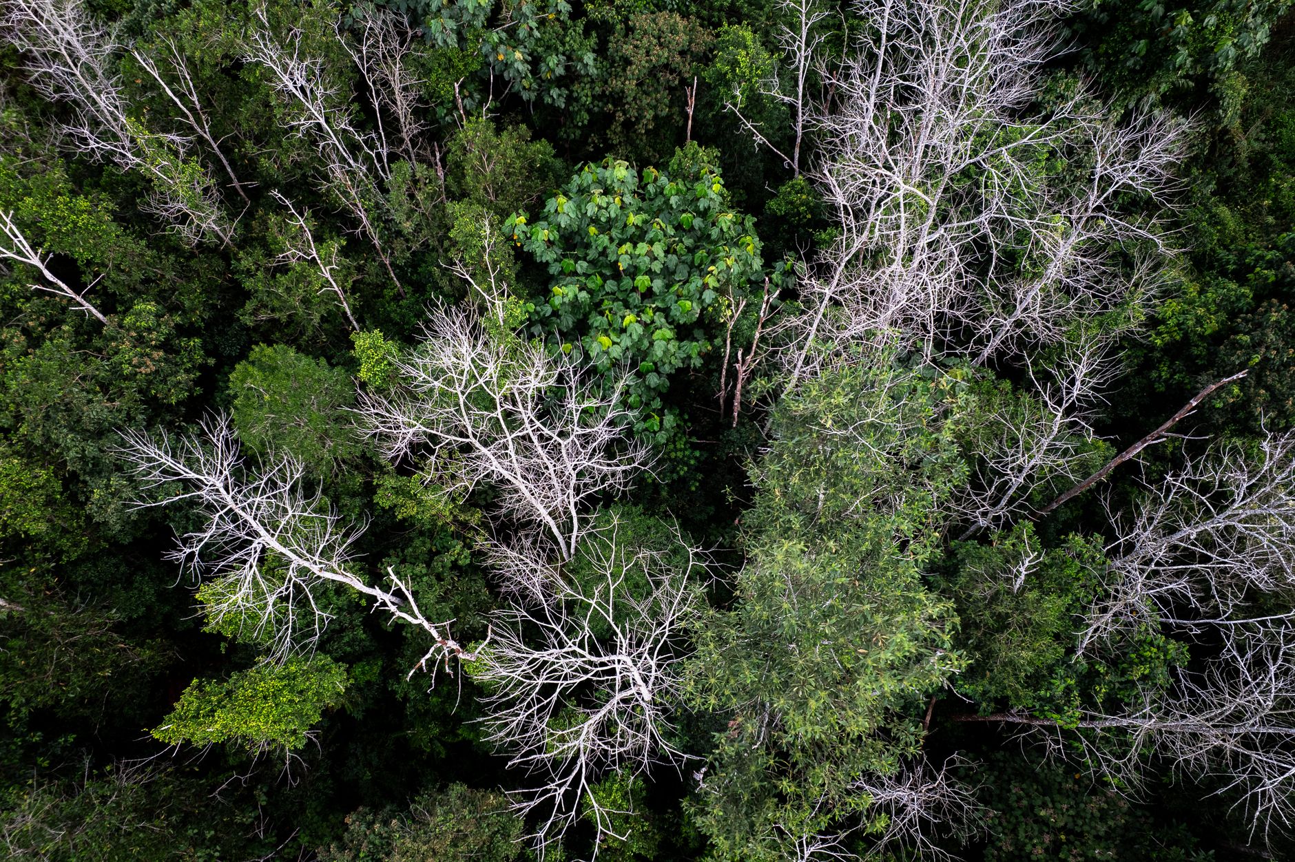 Amazon deforestation record low
