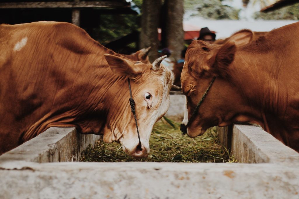 Priyagold biscuits cattle feed