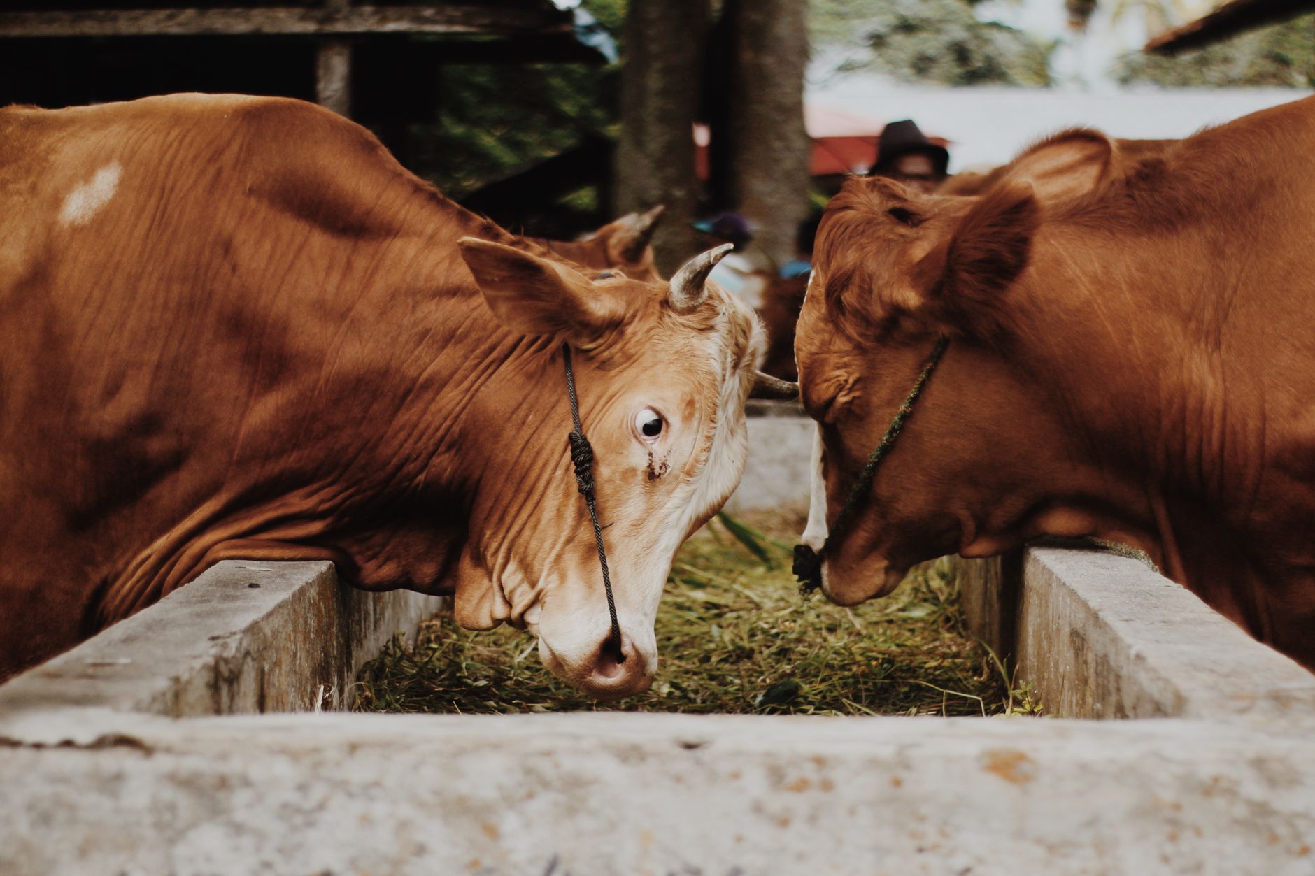 Priyagold biscuits cattle feed
